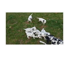6 sweet Dalmatian puppies are ready to go to their new homes