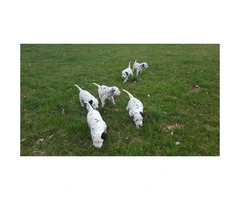 6 sweet Dalmatian puppies are ready to go to their new homes - 5