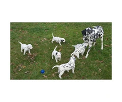 6 sweet Dalmatian puppies are ready to go to their new homes - 6
