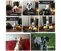 6 sweet Dalmatian puppies are ready to go to their new homes - 7