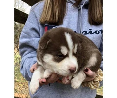 Cute Husky puppies are ready for rehoming