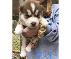 Cute Husky puppies are ready for rehoming - 2