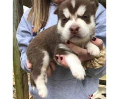 Cute Husky puppies are ready for rehoming - 6