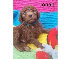 Purebred Standard Poodle Puppies - 2