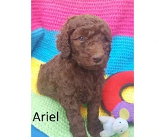 Purebred Standard Poodle Puppies - 3