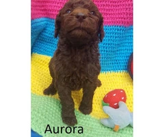 Purebred Standard Poodle Puppies - 5