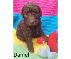 Purebred Standard Poodle Puppies - 6