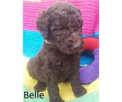 Purebred Standard Poodle Puppies - 7
