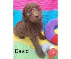 Purebred Standard Poodle Puppies - 9