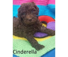 Purebred Standard Poodle Puppies - 10