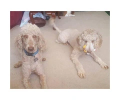 Purebred Standard Poodle Puppies - 11
