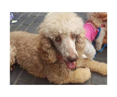 Purebred Standard Poodle Puppies - 12