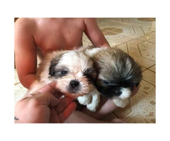 Wonderful Tiny Shih Tzu puppies