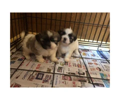 Wonderful Tiny Shih Tzu puppies - 4