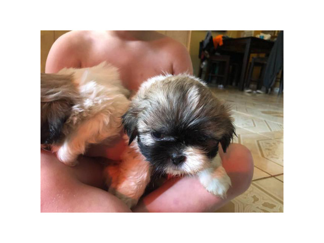 Wonderful Tiny Shih Tzu puppies Norcross - Puppies for