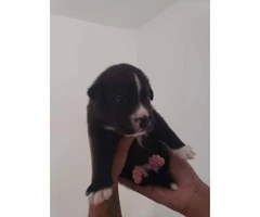 2 adorable pittbull mix puppies available for sale - 2