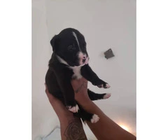 2 adorable pittbull mix puppies available for sale - 3