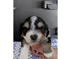 Mini Aussies pups with beautiful markings for sale - 1