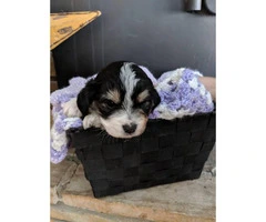Mini Aussies pups with beautiful markings for sale - 3