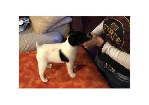 Fox Terrier male puppy for sale