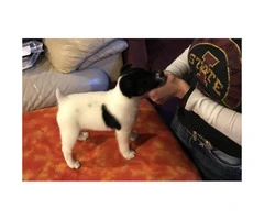 Fox Terrier male puppy for sale