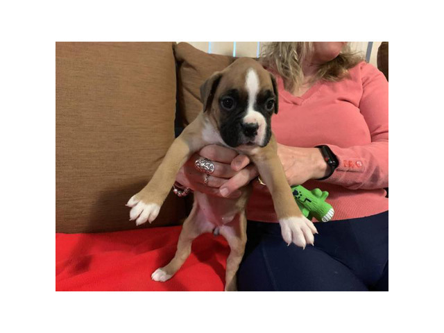 Purebred Boxer puppies 500 in Madison, Wisconsin