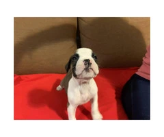 Purebred Boxer puppies $500 - 3