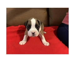 Purebred Boxer puppies $500 - 4