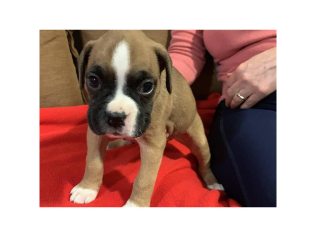 Purebred Boxer puppies 500 in Madison, Wisconsin
