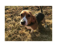 Female akc registered beagle puppy - 1