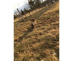 Female akc registered beagle puppy - 2