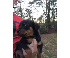 Male Rottweiler Puppy 2 months old in Charlotte, North ...