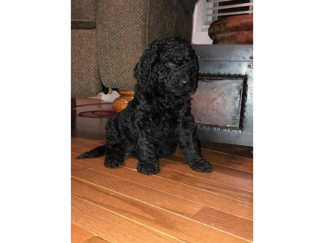 F1B Medium-sized Goldendoodle puppy for sale in Knoxville ...