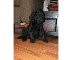 F1B Medium-sized  Goldendoodle puppy for sale - 1