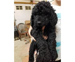 F1B Medium-sized  Goldendoodle puppy for sale - 2