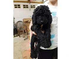 F1B Medium-sized  Goldendoodle puppy for sale - 3