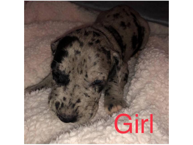 6 Merle Great Dane Puppies Caneyville - Puppies for Sale Near Me