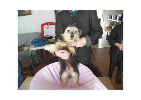 4 Mini Aussiedoodle Puppies now available for sale