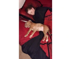10 weeks old Red nose bully pitt puppy for sale - 1