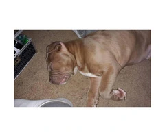 10 weeks old Red nose bully pitt puppy for sale - 3