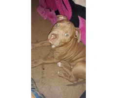 10 weeks old Red nose bully pitt puppy for sale - 4