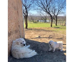 Full blooded Great Pyrenees puppies, 1 Female 3 male - 2