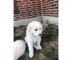 Full blooded Great Pyrenees puppies, 1 Female 3 male - 4