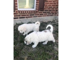 Full blooded Great Pyrenees puppies, 1 Female 3 male - 5