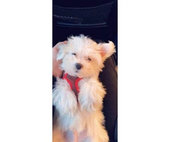 Pure bred clean & white Maltese puppy