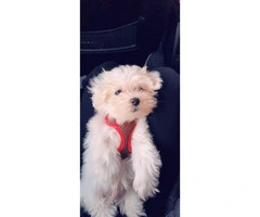 Pure bred clean & white Maltese puppy - 2