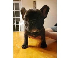 2 males and 2 female French Bulldogs for sale