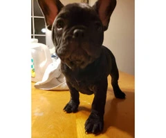 2 males and 2 female French Bulldogs for sale - 2