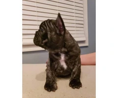 2 males and 2 female French Bulldogs for sale - 3