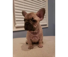 2 males and 2 female French Bulldogs for sale - 4